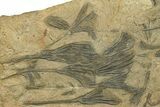 Ordovician Fossil Crinoid Plate - Marzane, Morocco #290843-3